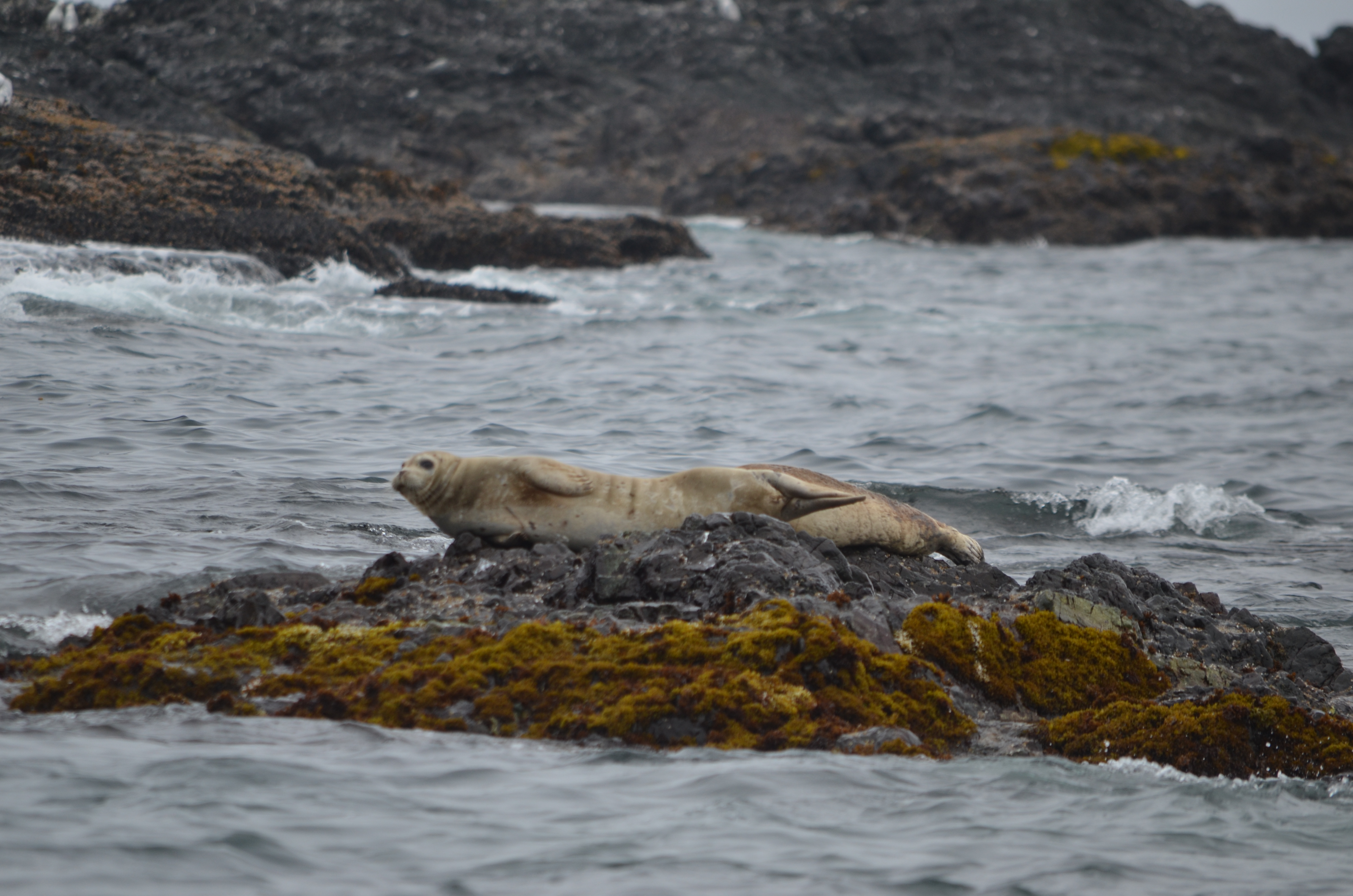 photos/wildlife/Mammal_Species/Steller Sea Lion/DSC_0360.JPG
